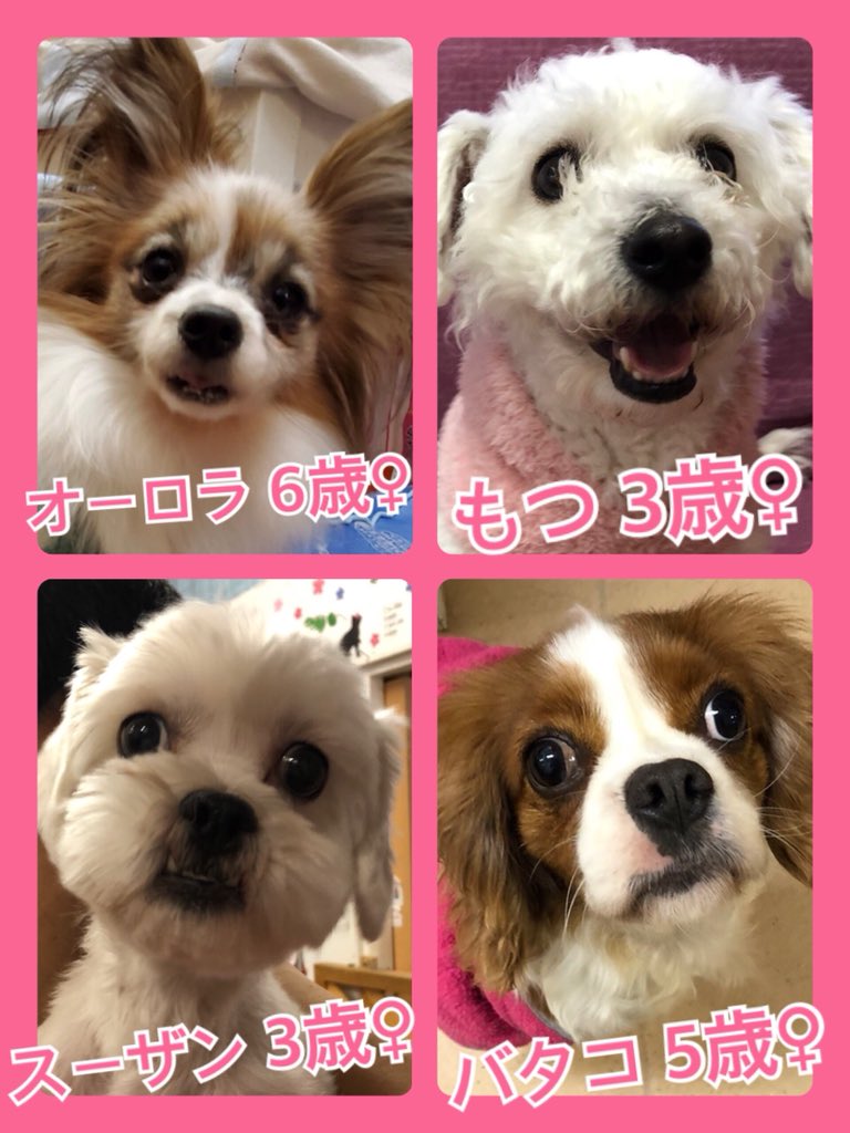 🐾今日の里親様募集中ワンコ🐶メンバーです🐾2020,1,15
